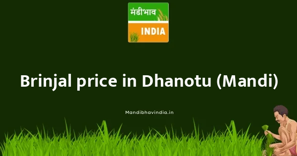 Brinjal price